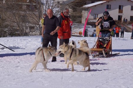 La Pesse 2014  Course de chiens de traineau  (dimanche 09/03/2014), DSC05525