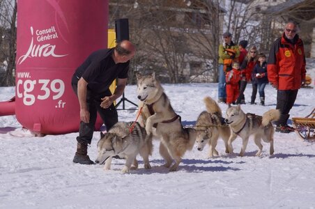 La Pesse 2014  Course de chiens de traineau  (dimanche 09/03/2014), DSC05528