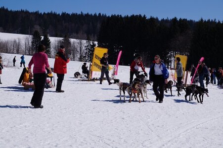 La Pesse 2014  Course de chiens de traineau  (dimanche 09/03/2014), DSC05540