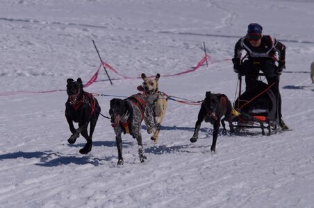 La Pesse 2014  Course de chiens de traineau  (dimanche 09/03/2014), DSC05542
