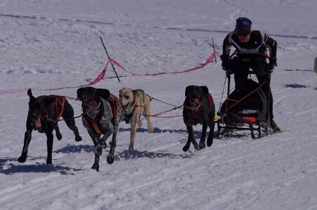 La Pesse 2014  Course de chiens de traineau  (dimanche 09/03/2014), DSC05543