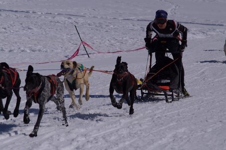La Pesse 2014  Course de chiens de traineau  (dimanche 09/03/2014), DSC05544