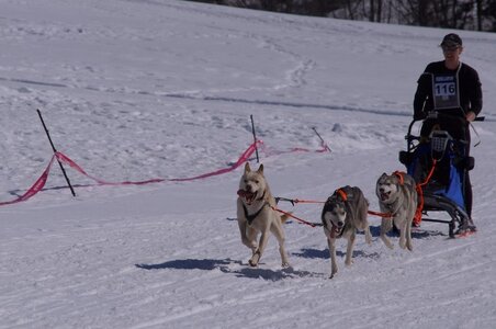 La Pesse 2014  Course de chiens de traineau  (dimanche 09/03/2014), DSC05545