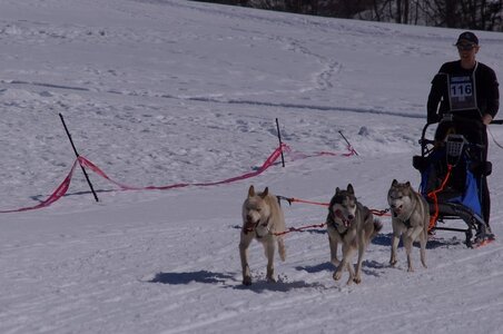 La Pesse 2014  Course de chiens de traineau  (dimanche 09/03/2014), DSC05546