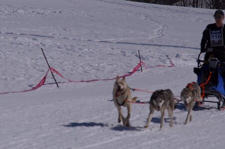 La Pesse 2014  Course de chiens de traineau  (dimanche 09/03/2014), DSC05547