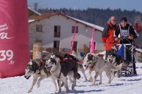 La Pesse 2014  Course de chiens de traineau  (dimanche 09/03/2014), DSC05548