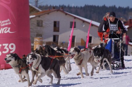 La Pesse 2014  Course de chiens de traineau  (dimanche 09/03/2014), DSC05549