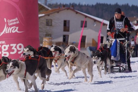 La Pesse 2014  Course de chiens de traineau  (dimanche 09/03/2014), DSC05550
