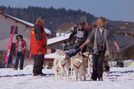 La Pesse 2014  Course de chiens de traineau  (dimanche 09/03/2014), DSC05551
