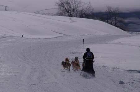 La Pesse 2014  Course de chiens de traineau  (dimanche 09/03/2014), DSC05555