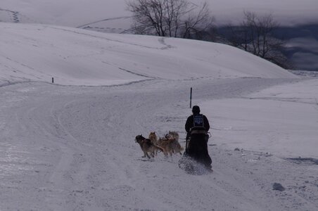 La Pesse 2014  Course de chiens de traineau  (dimanche 09/03/2014), DSC05556