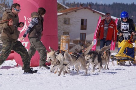 La Pesse 2014  Course de chiens de traineau  (dimanche 09/03/2014), DSC05563