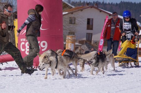 La Pesse 2014  Course de chiens de traineau  (dimanche 09/03/2014), DSC05564