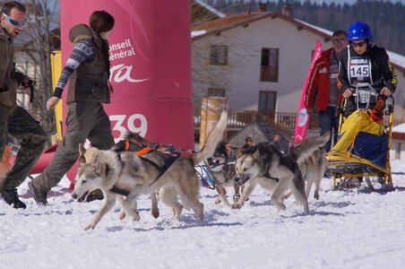 La Pesse 2014  Course de chiens de traineau  (dimanche 09/03/2014), DSC05565