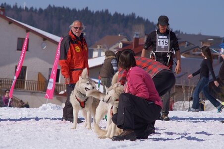 La Pesse 2014  Course de chiens de traineau  (dimanche 09/03/2014), DSC05572