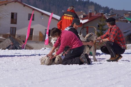 La Pesse 2014  Course de chiens de traineau  (dimanche 09/03/2014), DSC05576