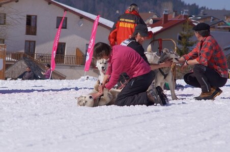 La Pesse 2014  Course de chiens de traineau  (dimanche 09/03/2014), DSC05577