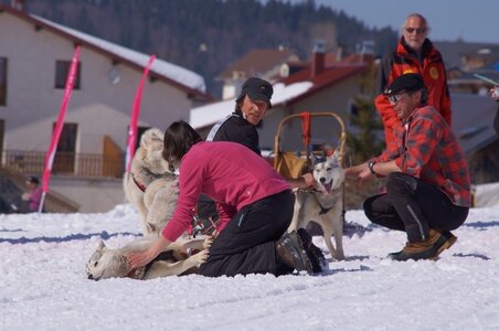 La Pesse 2014  Course de chiens de traineau  (dimanche 09/03/2014), DSC05579