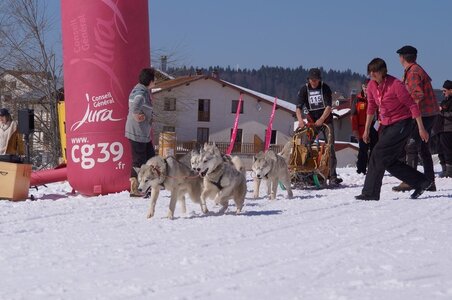 La Pesse 2014  Course de chiens de traineau  (dimanche 09/03/2014), DSC05588