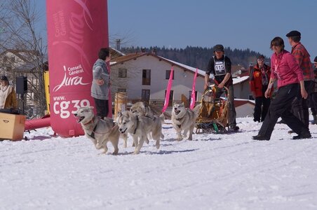 La Pesse 2014  Course de chiens de traineau  (dimanche 09/03/2014), DSC05589