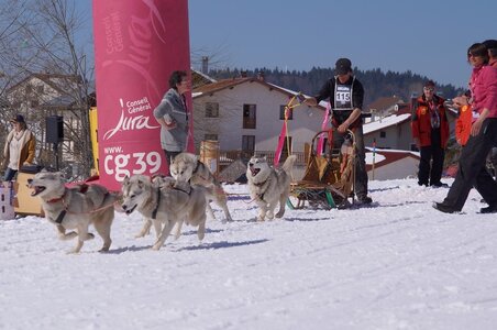 La Pesse 2014  Course de chiens de traineau  (dimanche 09/03/2014), DSC05591