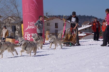 La Pesse 2014  Course de chiens de traineau  (dimanche 09/03/2014), DSC05592