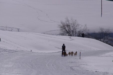 La Pesse 2014  Course de chiens de traineau  (dimanche 09/03/2014), DSC05597