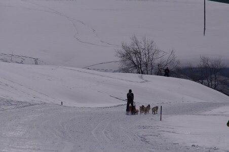 La Pesse 2014  Course de chiens de traineau  (dimanche 09/03/2014), DSC05598