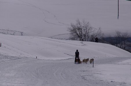 La Pesse 2014  Course de chiens de traineau  (dimanche 09/03/2014), DSC05599
