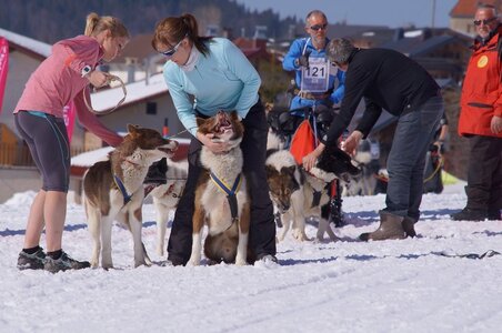 La Pesse 2014  Course de chiens de traineau  (dimanche 09/03/2014), DSC05606