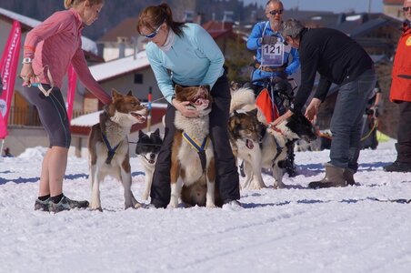 La Pesse 2014  Course de chiens de traineau  (dimanche 09/03/2014), DSC05608
