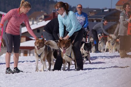 La Pesse 2014  Course de chiens de traineau  (dimanche 09/03/2014), DSC05609