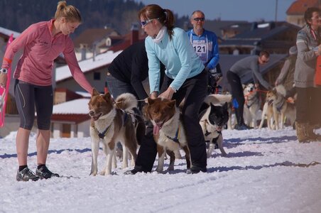 La Pesse 2014  Course de chiens de traineau  (dimanche 09/03/2014), DSC05610