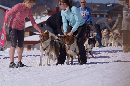 La Pesse 2014  Course de chiens de traineau  (dimanche 09/03/2014), DSC05611
