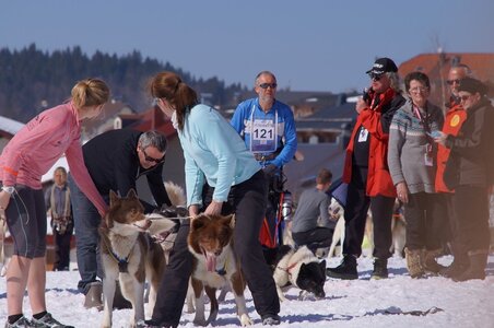 La Pesse 2014  Course de chiens de traineau  (dimanche 09/03/2014), DSC05612
