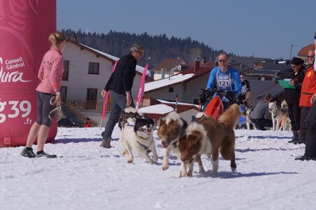 La Pesse 2014  Course de chiens de traineau  (dimanche 09/03/2014), DSC05626