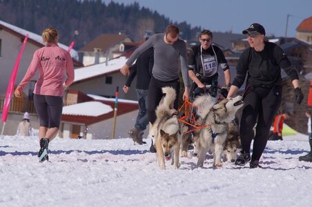 La Pesse 2014  Course de chiens de traineau  (dimanche 09/03/2014), DSC05639