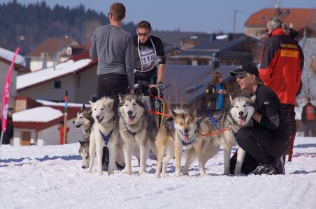 La Pesse 2014  Course de chiens de traineau  (dimanche 09/03/2014), DSC05640