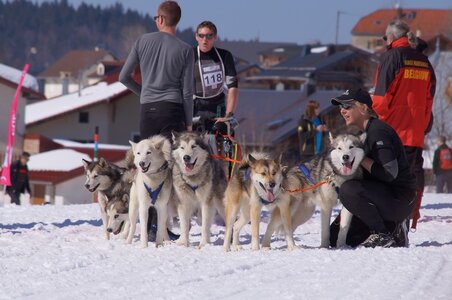 La Pesse 2014  Course de chiens de traineau  (dimanche 09/03/2014), DSC05642