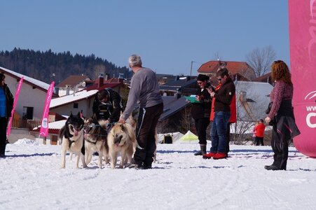La Pesse 2014  Course de chiens de traineau  (dimanche 09/03/2014), DSC05653