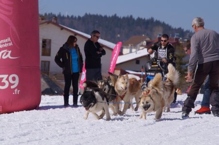 La Pesse 2014  Course de chiens de traineau  (dimanche 09/03/2014), DSC05654