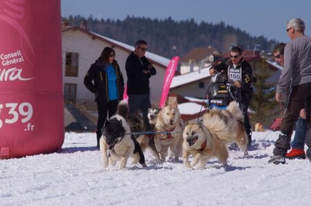 La Pesse 2014  Course de chiens de traineau  (dimanche 09/03/2014), DSC05655