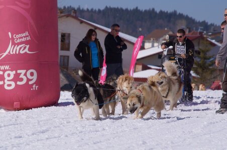 La Pesse 2014  Course de chiens de traineau  (dimanche 09/03/2014), DSC05656