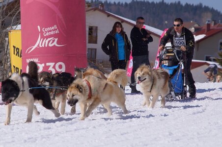 La Pesse 2014  Course de chiens de traineau  (dimanche 09/03/2014), DSC05660