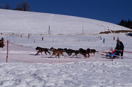 La Pesse 2014  Course de chiens de traineau  (dimanche 09/03/2014), DSC05665