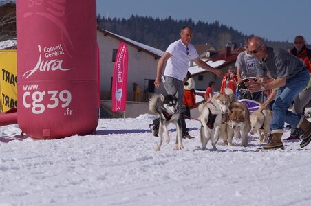 La Pesse 2014  Course de chiens de traineau  (dimanche 09/03/2014), DSC05704