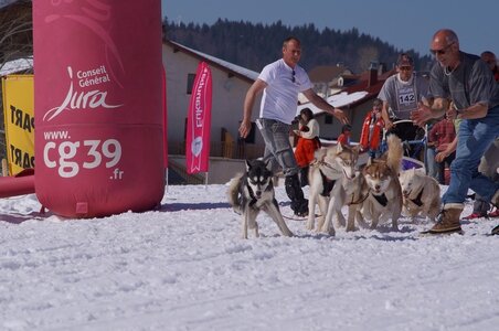 La Pesse 2014  Course de chiens de traineau  (dimanche 09/03/2014), DSC05705