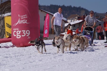 La Pesse 2014  Course de chiens de traineau  (dimanche 09/03/2014), DSC05708
