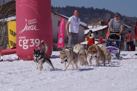 La Pesse 2014  Course de chiens de traineau  (dimanche 09/03/2014), DSC05709