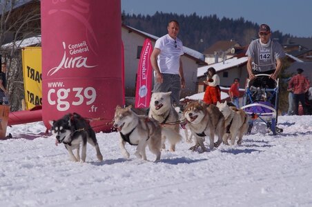 La Pesse 2014  Course de chiens de traineau  (dimanche 09/03/2014), DSC05710